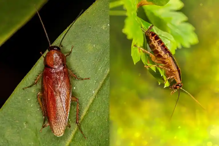 difference between roach and cockroach