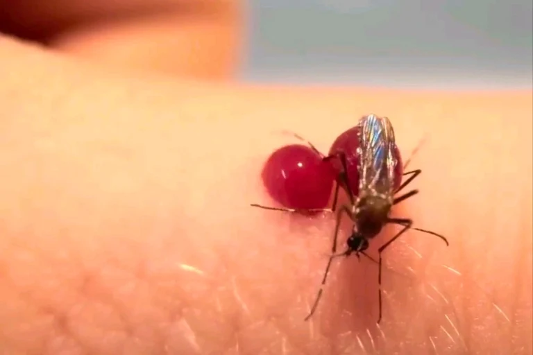 Do Mosquitoes Die When They Burst? Shocking Truth!