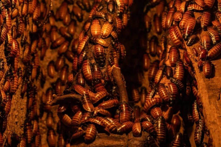 effective ways to manage cockroach populations