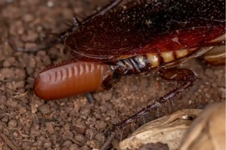 egg production and development in cockroaches