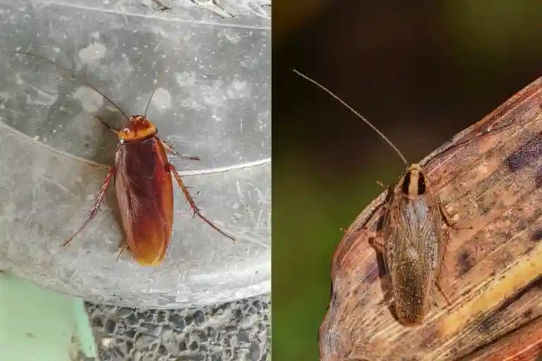 german cockroach vs american cockroach