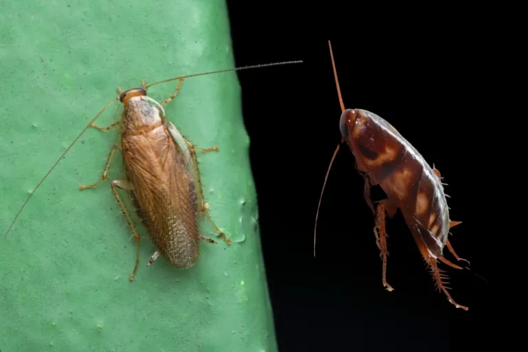 german cockroach vs palmetto bug