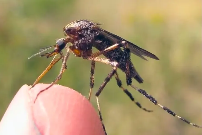 how bad are mosquitoes in north carolina