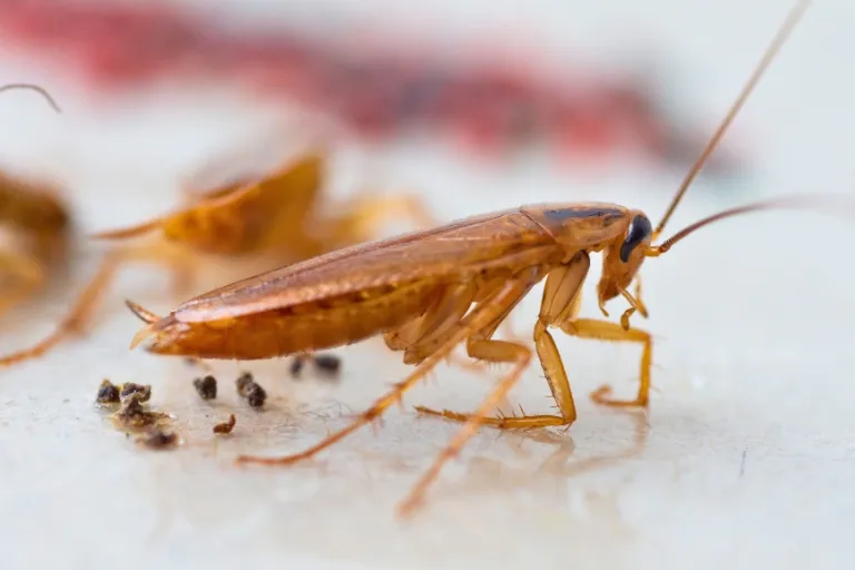 how big is an american cockroach