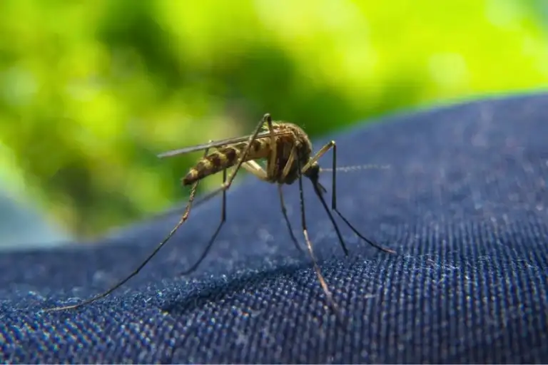 how do mosquitoes bite through clothes