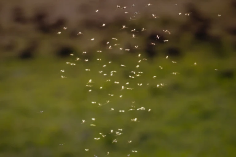 how far can mosquitoes fly in a day