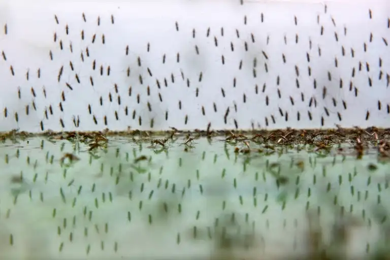 how far do mosquitoes travel from water