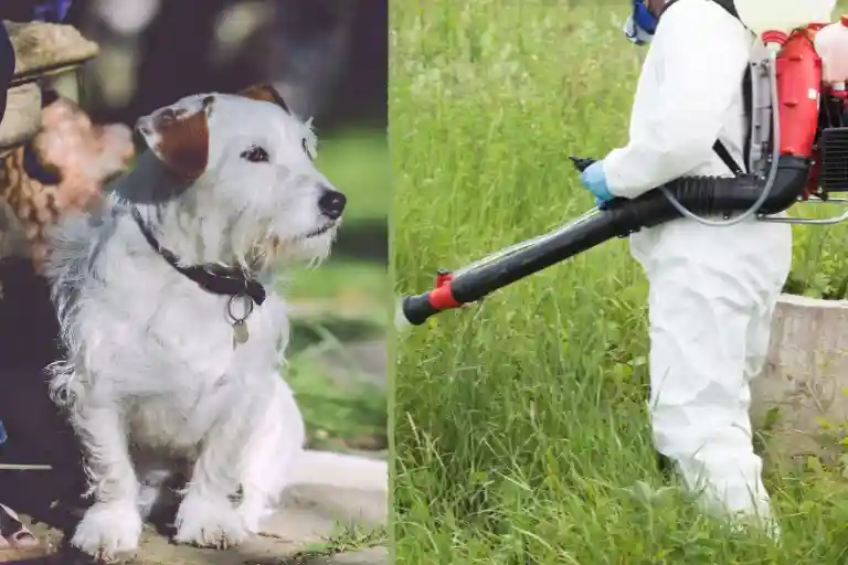 how long after mosquito spray can dogs go outside