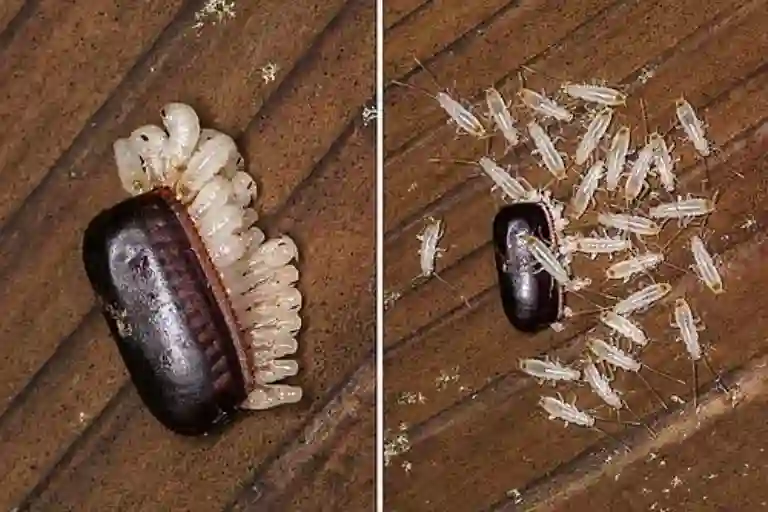 how long before cockroach eggs hatch