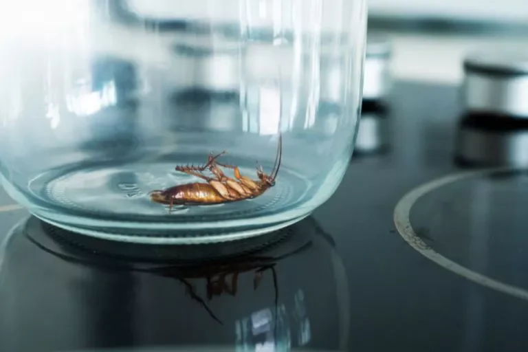 how long can a cockroach live in a jar