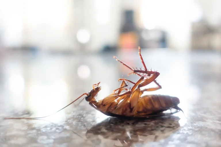 how long can a cockroach live on its back