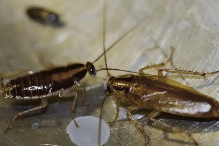 how long can a cockroach live without food