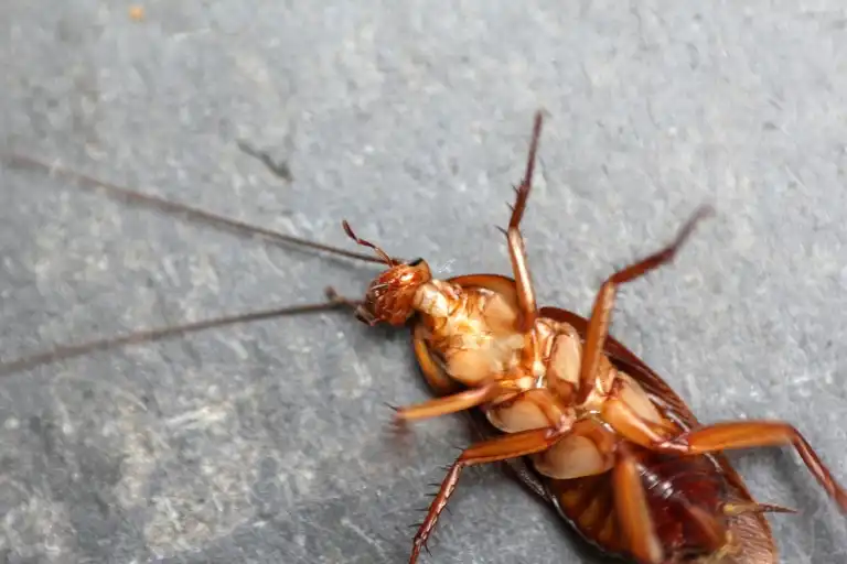 how long can a cockroach live without its head