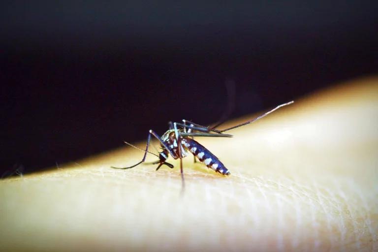 how long can a mosquito live without blood