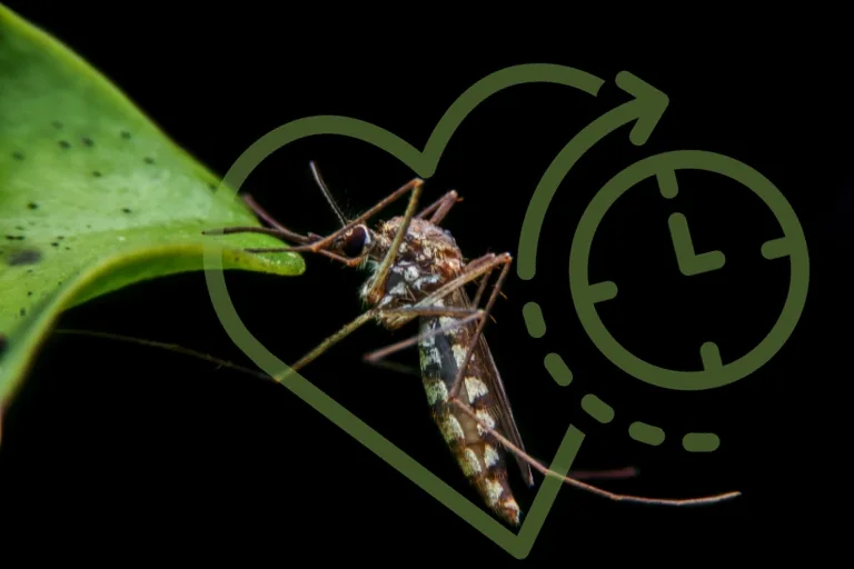 how long do a mosquito live