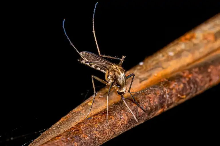 How Long Do Female Mosquitoes Live? Female Insect Duration