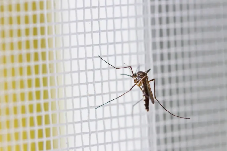 How Long Do Mosquitoes Live in Your House? Lifespan!