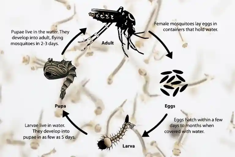 how long do mosquitoes take to hatch