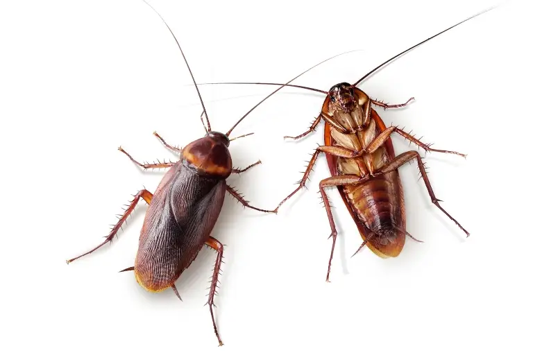 how long does a cockroach live