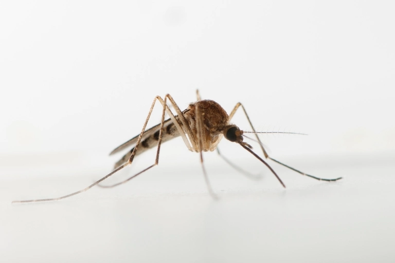 how long does a female mosquito live