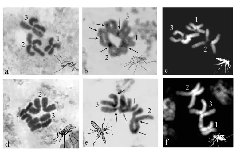 how many chromosomes do mosquitoes have