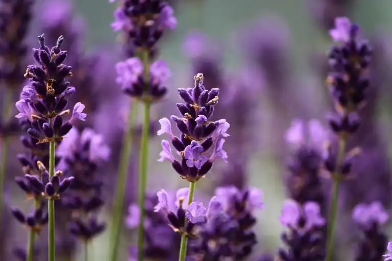 how many lavender plants repel mosquitoes
