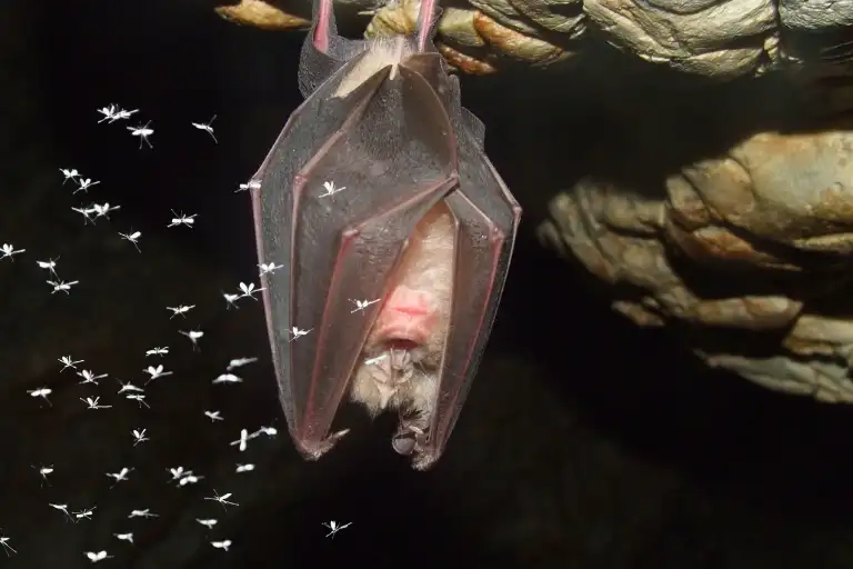 how many mosquitoes can a bat eat