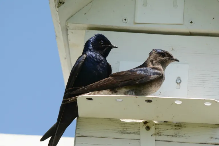 how many mosquitoes do purple martins eat