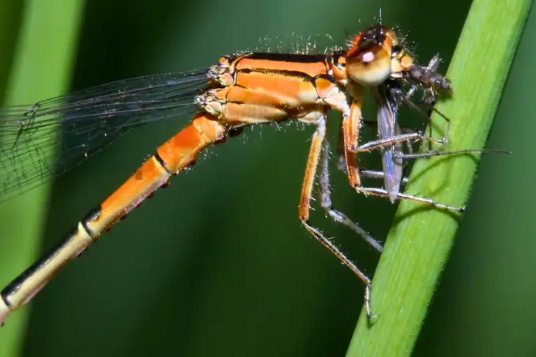 how many mosquitoes does a dragonfly eat