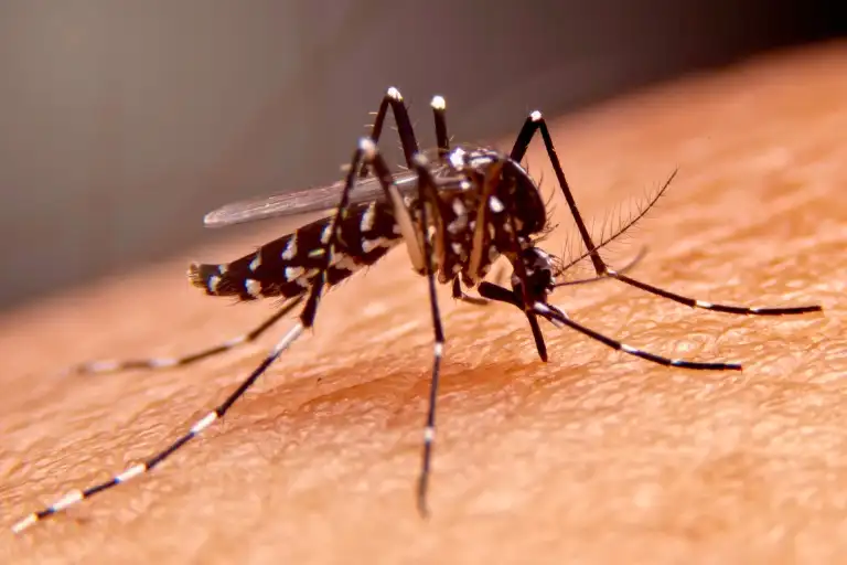 How Many Times Can a Mosquito Bite: Bite Frequency Revealed!