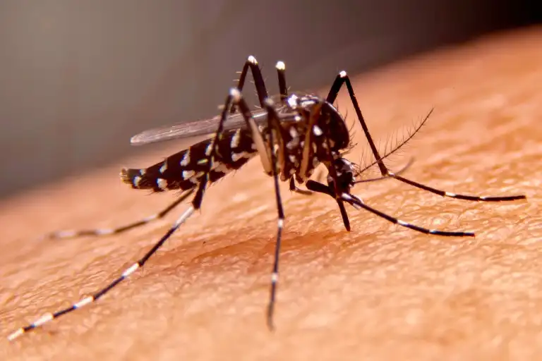 how-many-times-can-a-mosquito-bite-bite-frequency-revealed