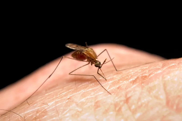 how many times can mosquitoes bite