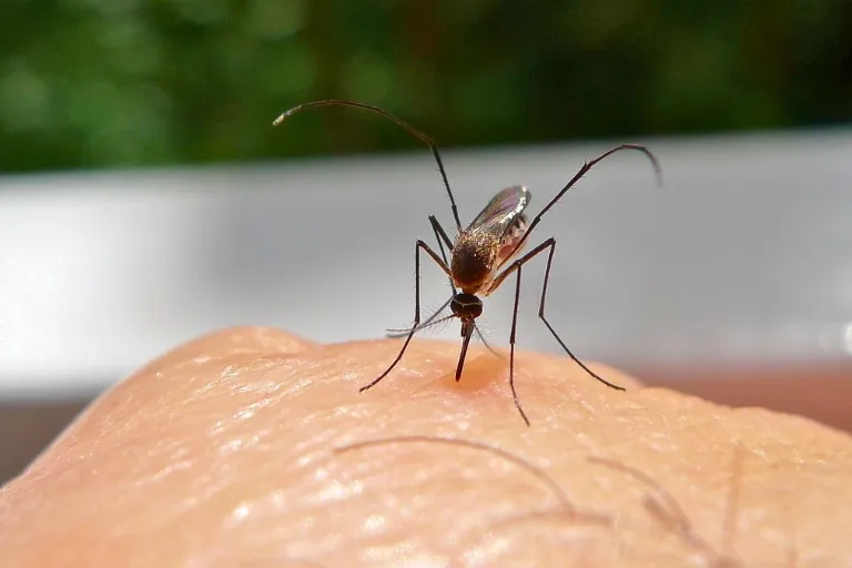 how many times can the same mosquito bite you
