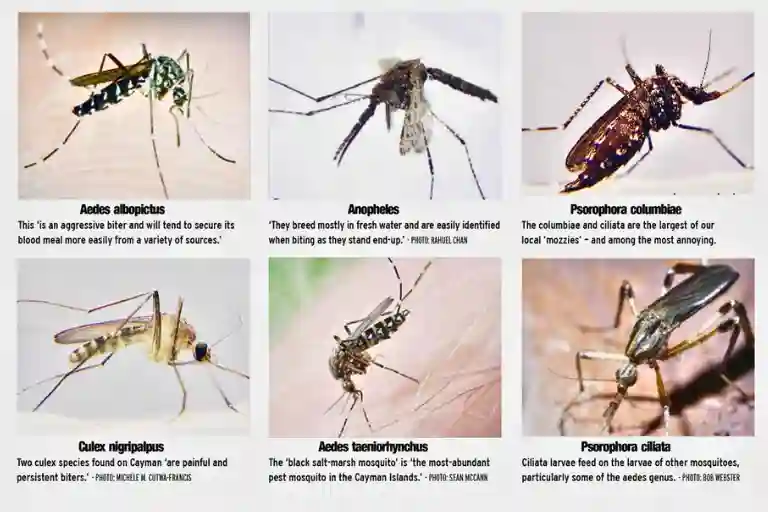 how many types of mosquitoes are there