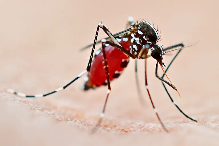 how much blood can a mosquito hold