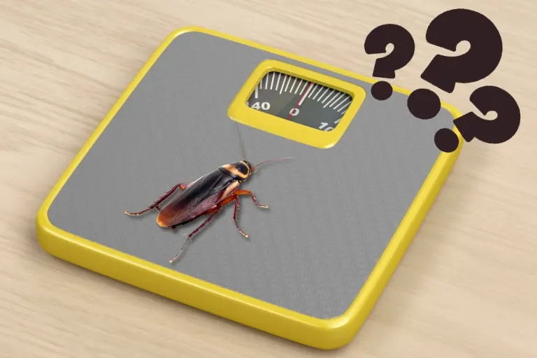 how much does a cockroach weigh