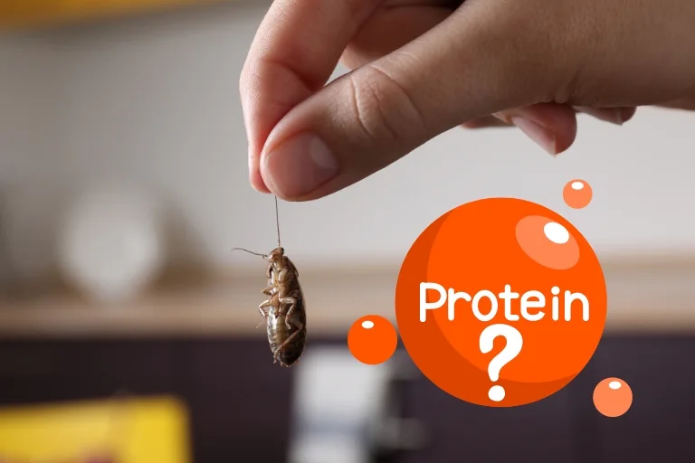 how much protein is in a cockroach