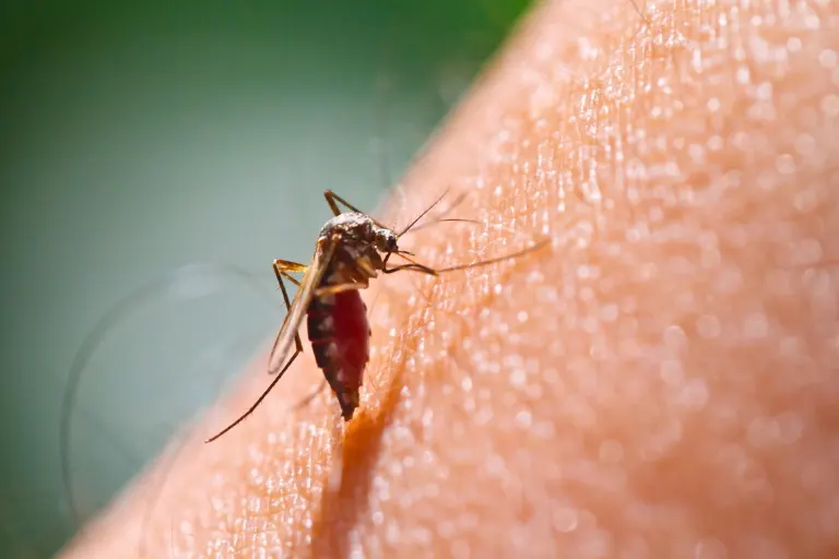 how often do mosquitoes bite