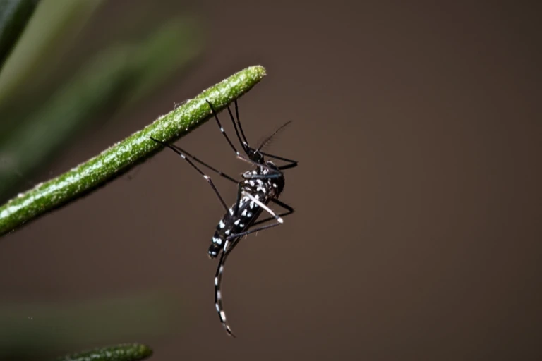 how to banish asian tiger mosquitoes