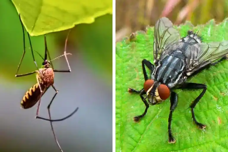 how to banish flies & mosquitoes outside