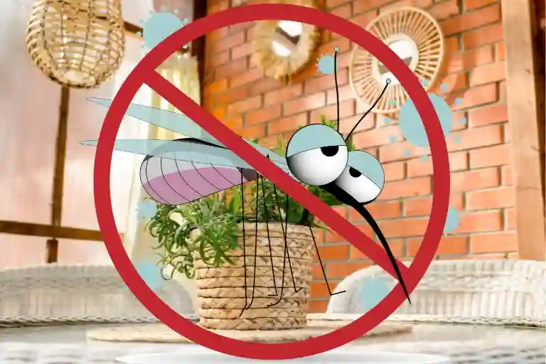how to banish mosquitoes from your home