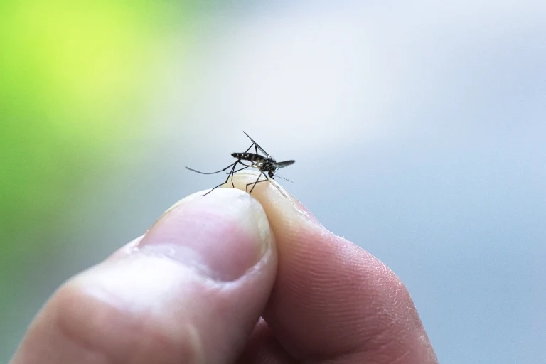 How To Catch A Mosquito In Your House Effective Strategies