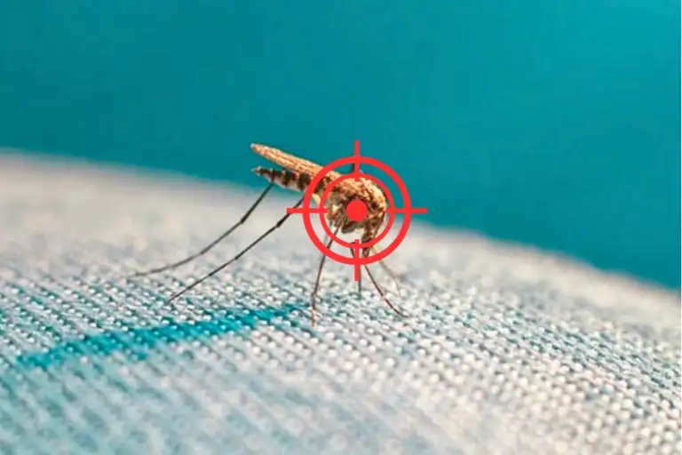 how to find and kill mosquito