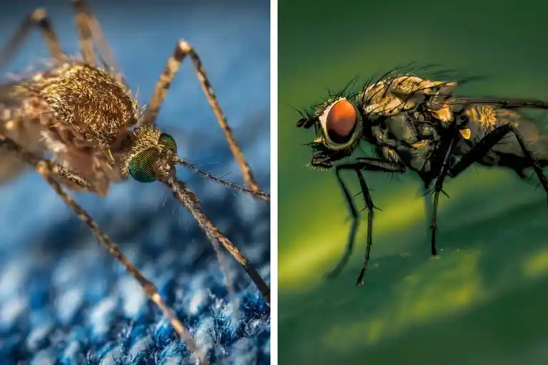 How to Get Rid of Flies And Mosquitoes: A Powerful Guide