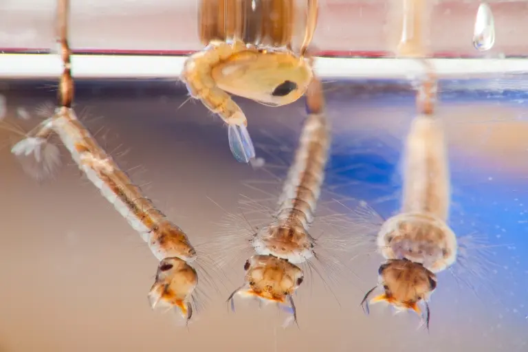 how to get rid of mosquito larvae in your pool