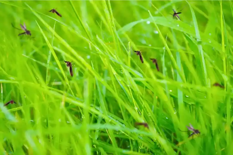 how to get rid of mosquitoes in grass