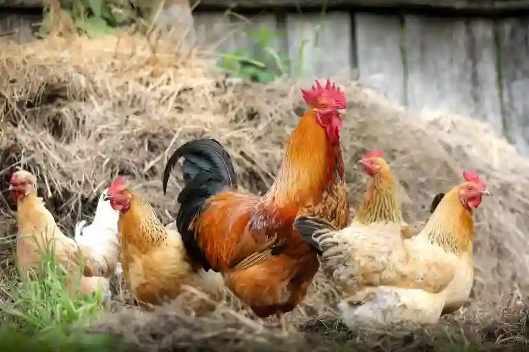 how to keep mosquitoes away from chickens