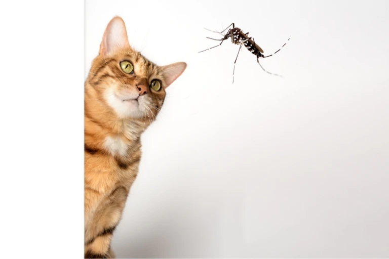 how to safeguard your feline friends from mosquitoes