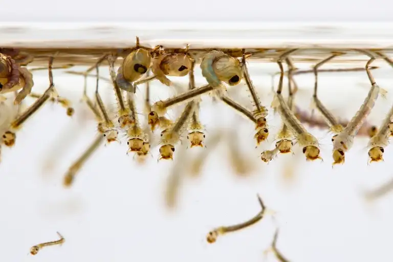 how to safeguard your water plants from mosquito larvae