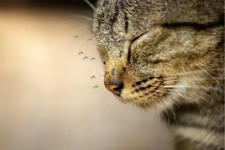 how to soothe mosquito bites on cats